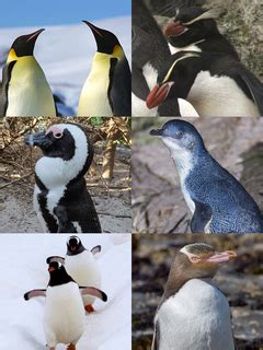 penguins wikipedia|penguin characteristics wikipedia.